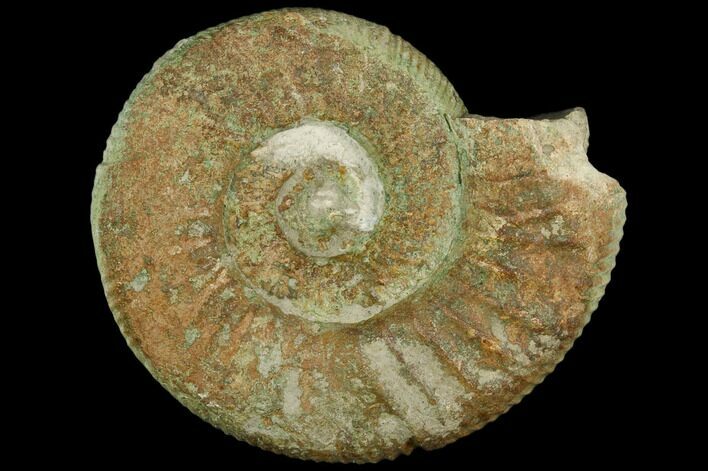 Green Ammonite (Orthosphinctes) Fossil - Germany #125864